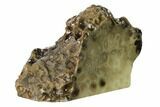 Free-Standing, Petoskey Stone (Fossil Coral) Section - Michigan #160269-2